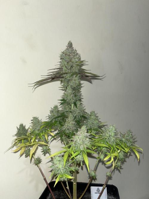 Gomu Gomu Mango. HighBreed. Week 16