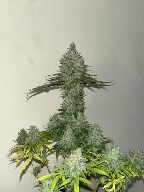 Gomu Gomu Mango. HighBreed. Week 16