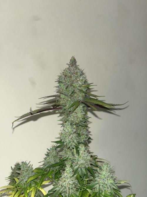 Gomu Gomu Mango. HighBreed. Week 16