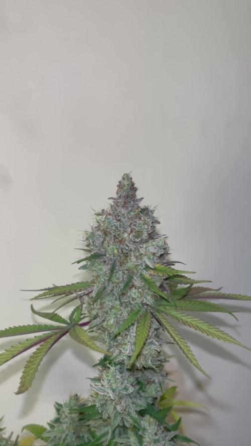 Gomu Gomu Mango. HighBreed