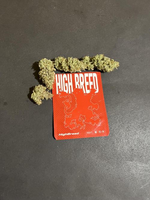 Gomu Gomu Mango. HighBreed. Week 16