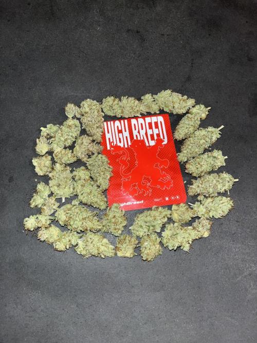 Gomu Gomu Mango. HighBreed. Week 16