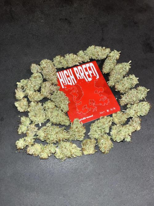 Gomu Gomu Mango. HighBreed. Week 16