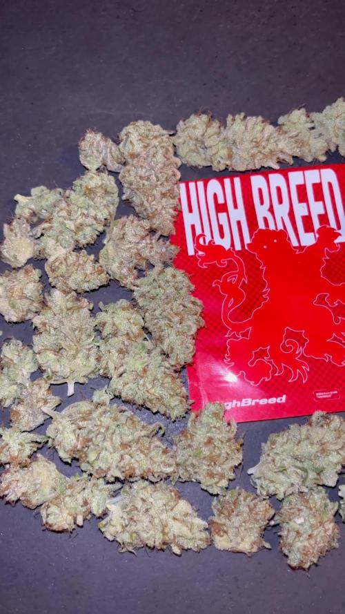 Gomu Gomu Mango. HighBreed