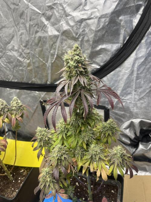Barcelona Puff. Seedstockers. Week 16