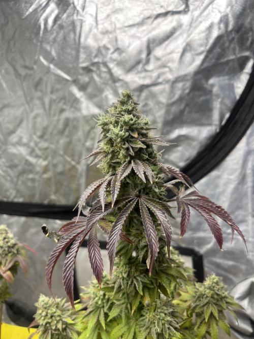Barcelona Puff. Seedstockers. Week 16