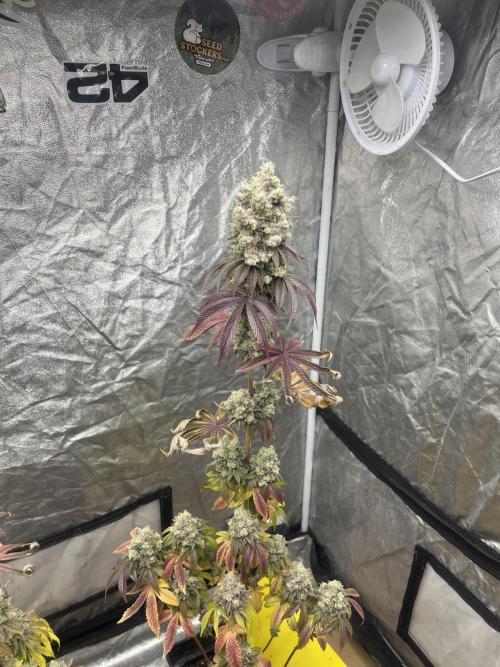 Barcelona Puff. Seedstockers. Week 16