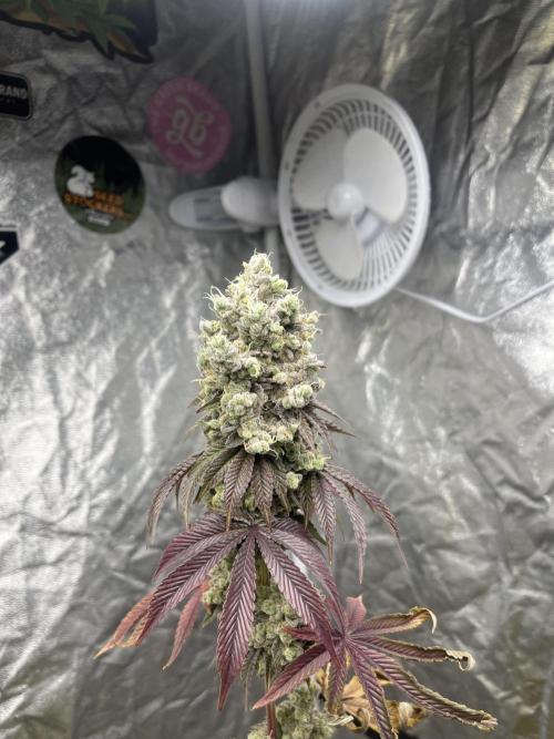 Barcelona Puff. Seedstockers. Week 16