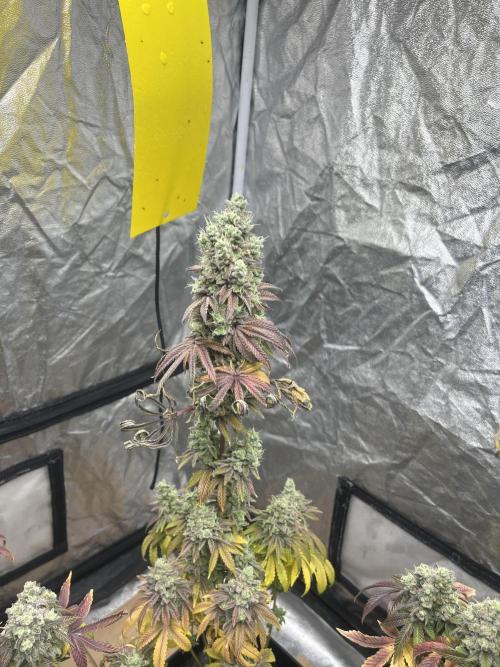 Barcelona Puff. Seedstockers. Week 16