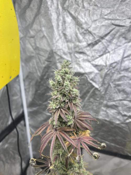 Barcelona Puff. Seedstockers. Week 16