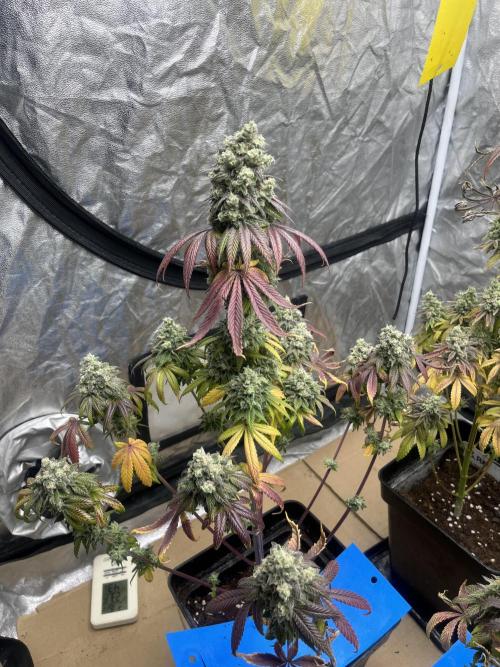Barcelona Puff. Seedstockers. Week 16