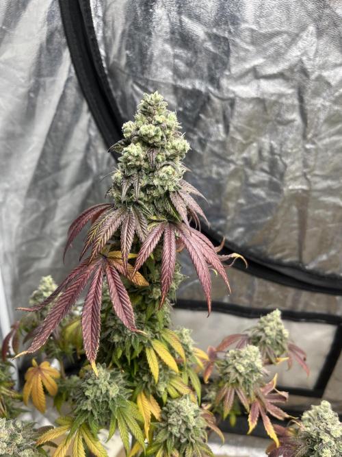 Barcelona Puff. Seedstockers. Week 16