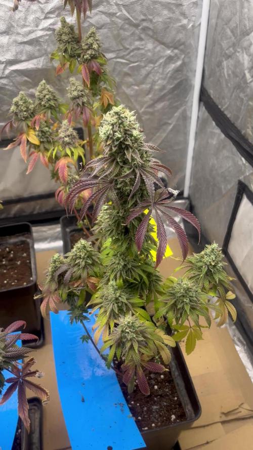 Barcelona Puff. Seedstockers