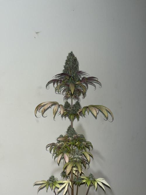 Green Gelato. RoyalQueenSeeds. Week 16