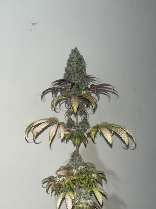 Green Gelato. RoyalQueenSeeds. Week 16