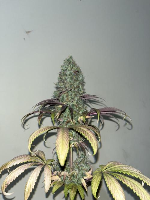 Green Gelato. RoyalQueenSeeds. Week 16