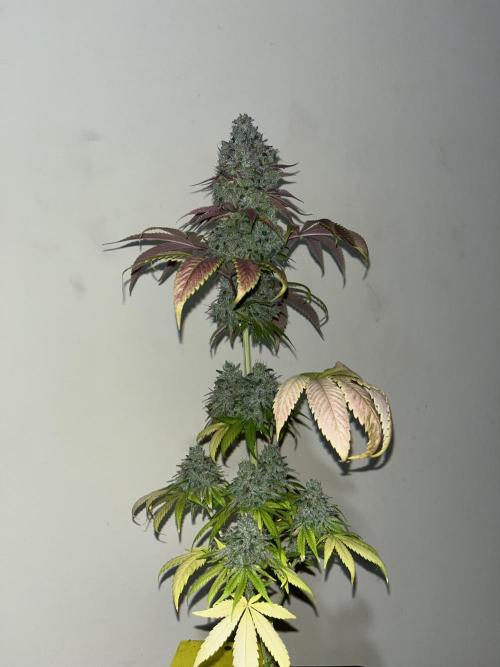 Green Gelato. RoyalQueenSeeds. Week 16