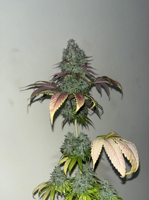 Green Gelato. RoyalQueenSeeds. Week 16