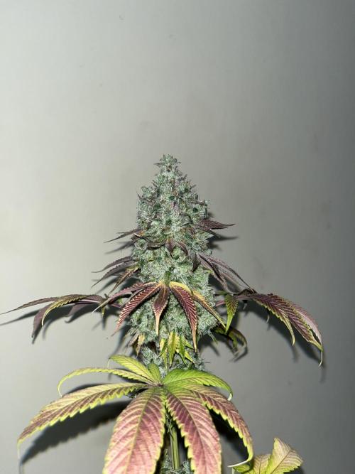 Green Gelato. RoyalQueenSeeds. Week 16