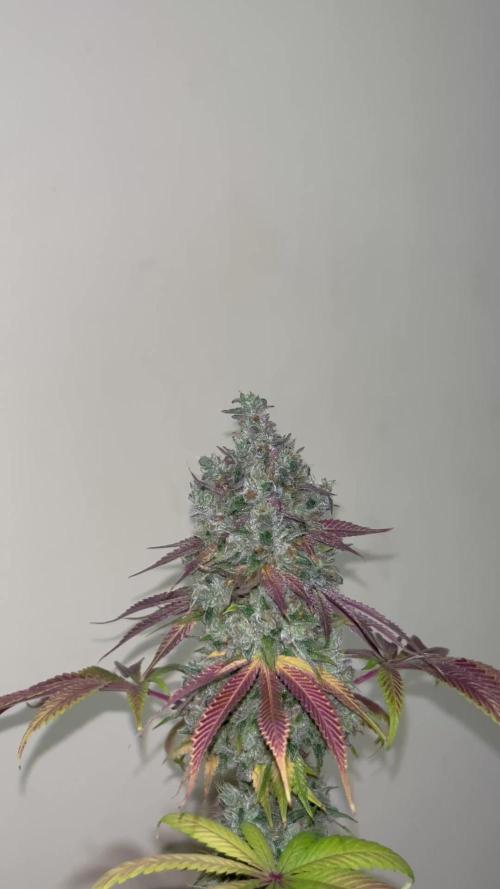 Green Gelato. RoyalQueenSeeds