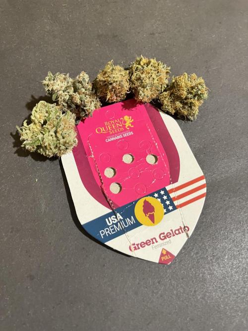 Green Gelato. RoyalQueenSeeds. Week 16