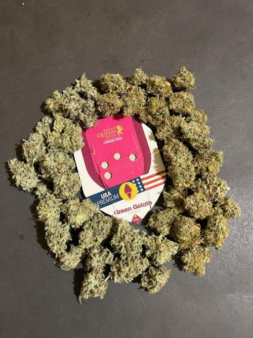 Green Gelato. RoyalQueenSeeds. Week 16
