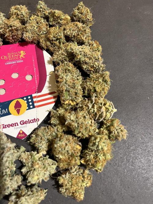Green Gelato. RoyalQueenSeeds. Week 16