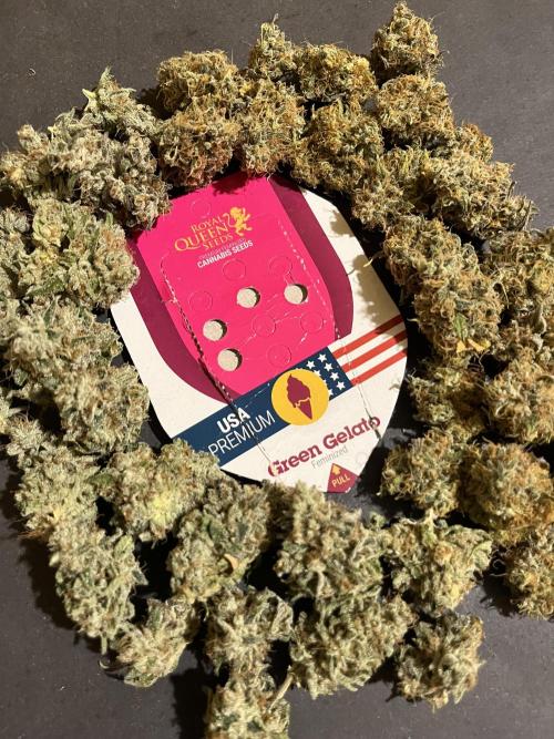 Green Gelato. RoyalQueenSeeds. Week 16