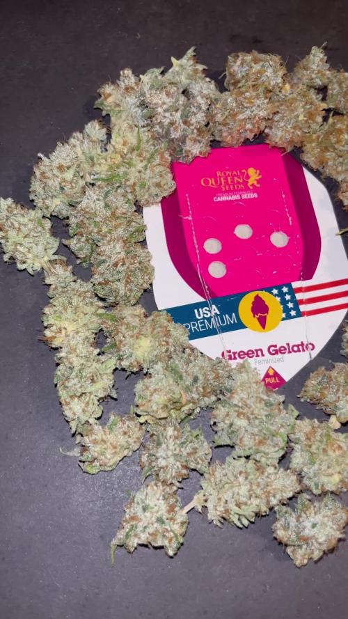Green Gelato. RoyalQueenSeeds