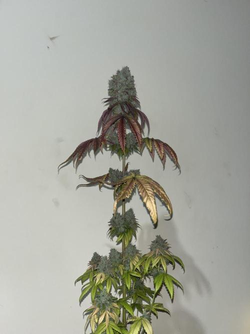 Pink Sunset. Silentseeds. Week 16