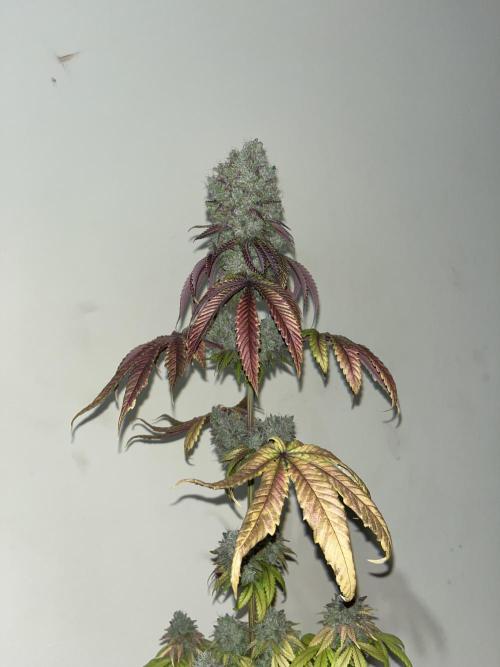 Pink Sunset. Silentseeds. Week 16