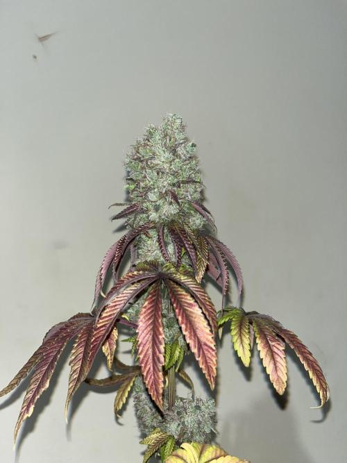 Pink Sunset. Silentseeds. Week 16