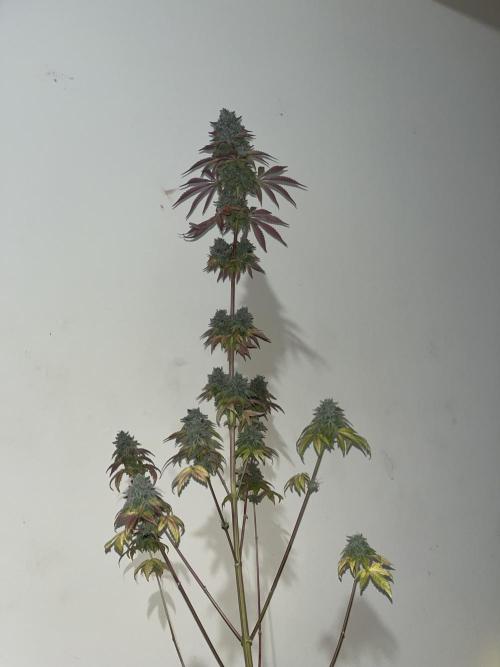 Pink Sunset. Silentseeds. Week 16