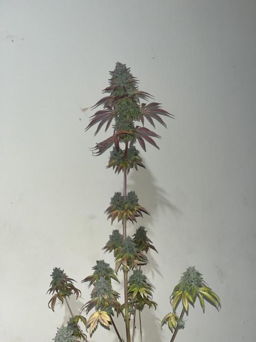 Pink Sunset. Silentseeds. Week 16
