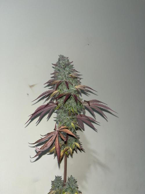 Pink Sunset. Silentseeds. Week 16