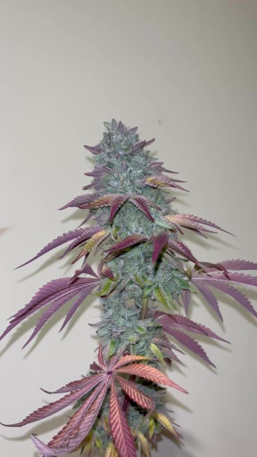 Pink Sunset. Silentseeds
