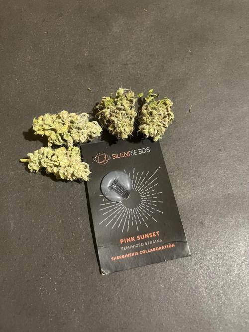 Pink Sunset. Silentseeds. Week 16