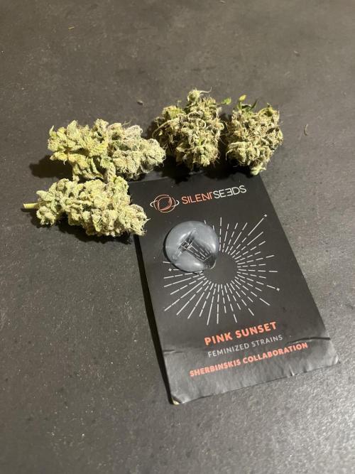 Pink Sunset. Silentseeds. Week 16