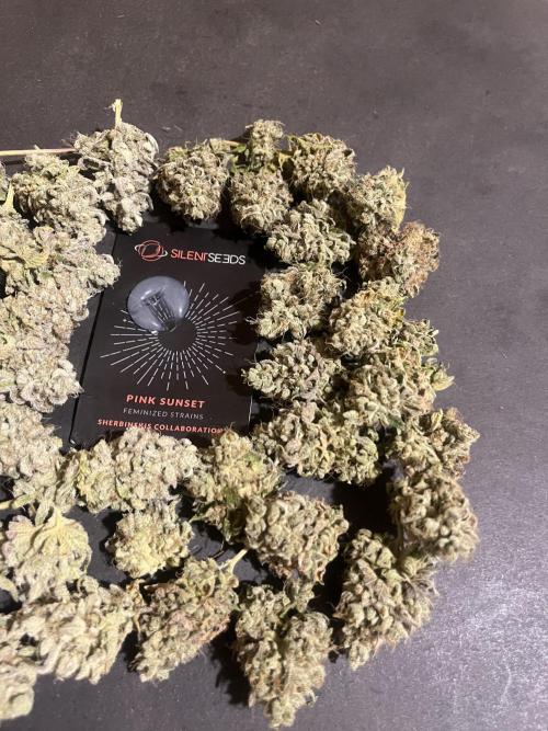 Pink Sunset. Silentseeds. Week 16