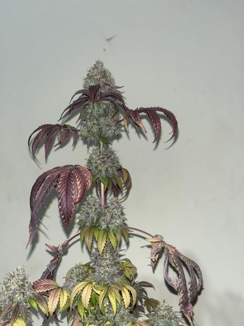 Papayton. Fastbuds. Week 16