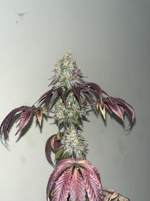Papayton. Fastbuds. Week 16