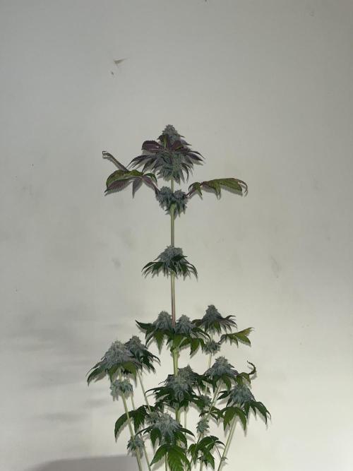 Papayton. Fastbuds. Week 16