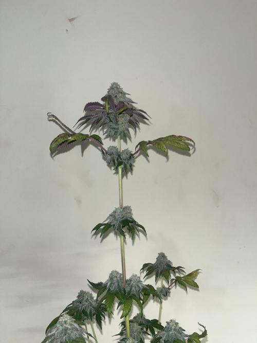 Papayton. Fastbuds. Week 16