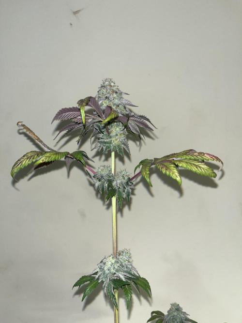 Papayton. Fastbuds. Week 16