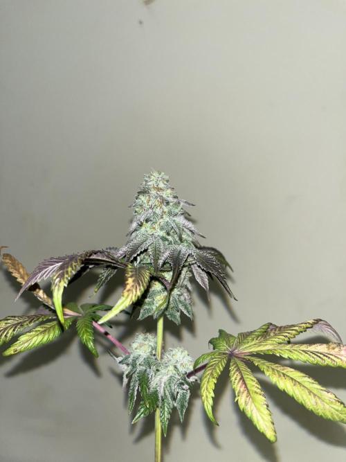 Papayton. Fastbuds. Week 16