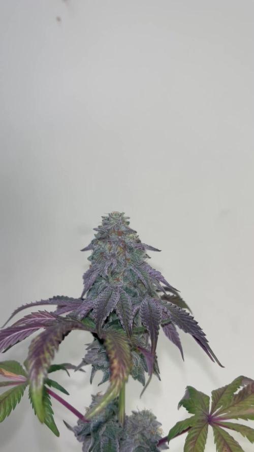 Papayton. Fastbuds