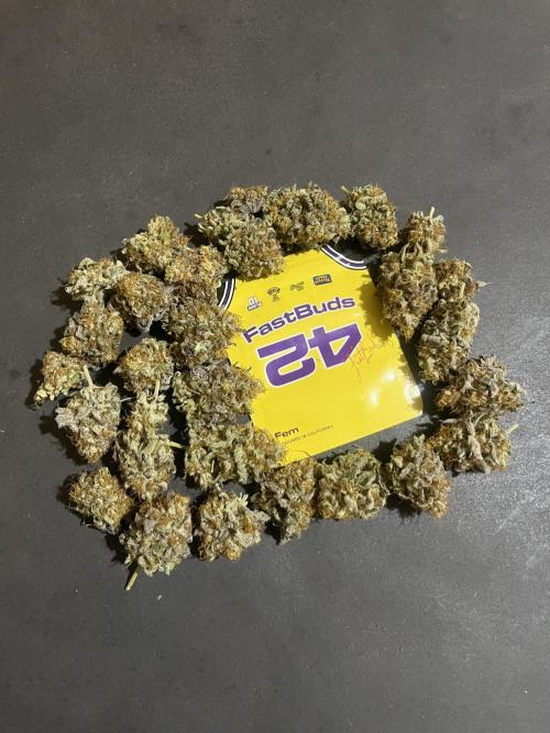Papayton. Fastbuds. Week 16