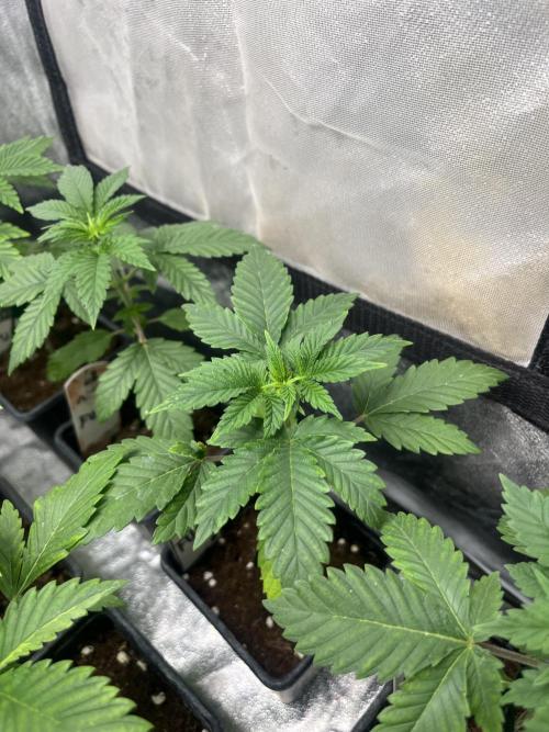 F.U.H. Seedstockers. Week 3