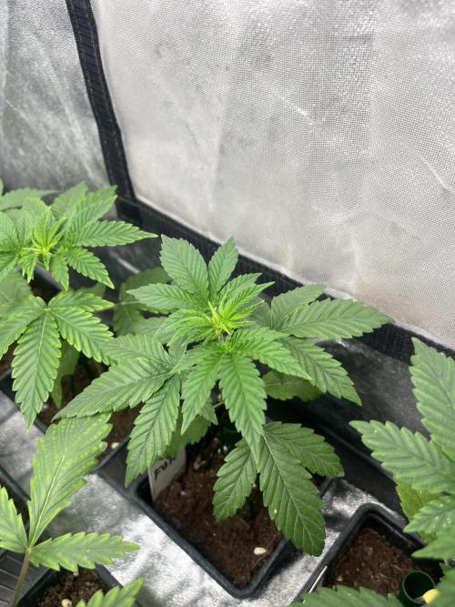 F.U.H. Seedstockers. Week 3