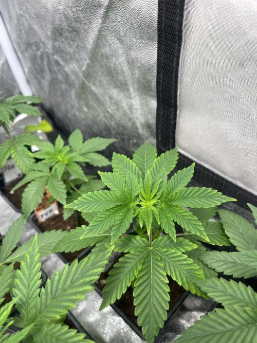 F.U.H. Seedstockers. Week 3